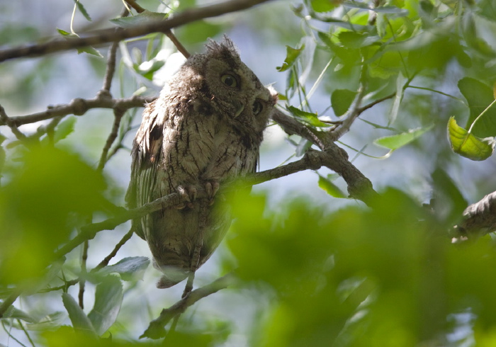 Otus asio Strigidae