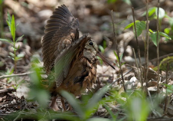 Scolopax minor Scolopacidae