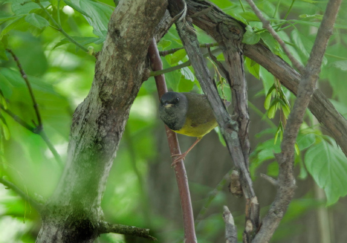 Oporornis philadelphia Parulidae