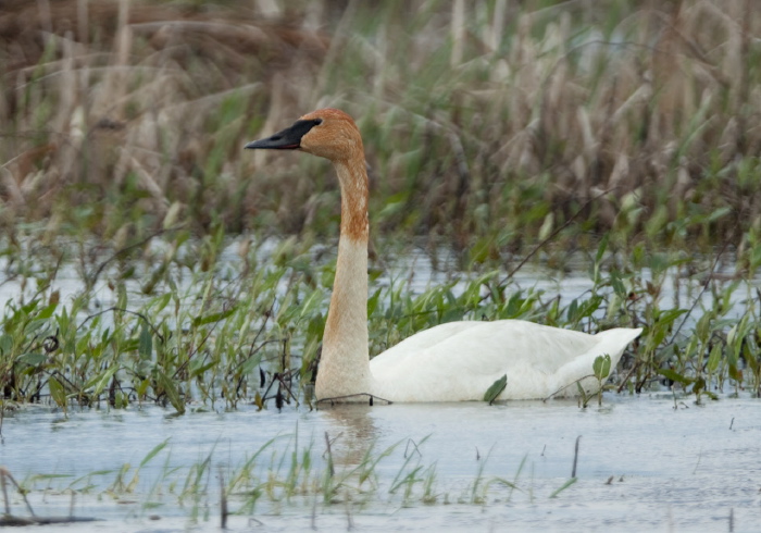 Cygnus buccinator Anatidae