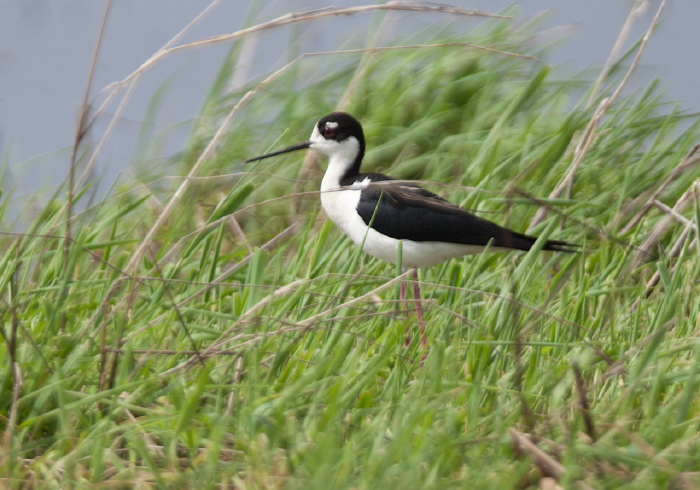 Himantopus mexicanus Recurvirostridae