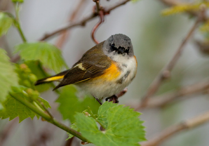 Setophaga ruticilla Parulidae