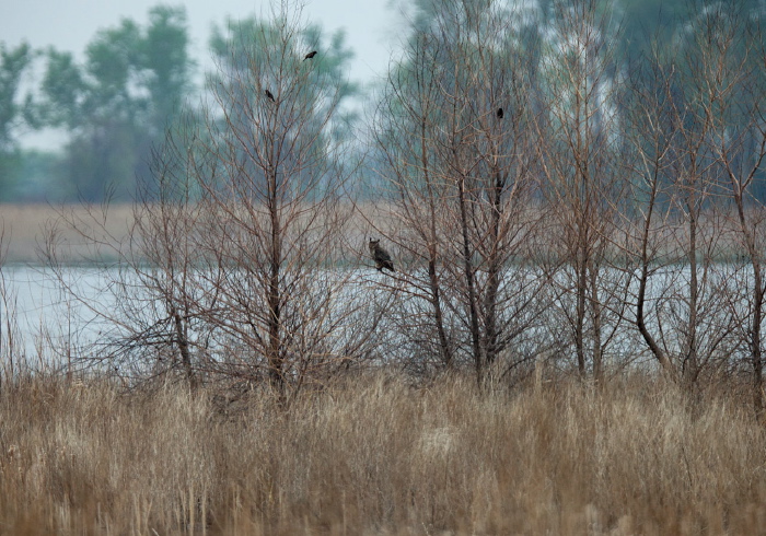 Bubo virginianus Strigidae