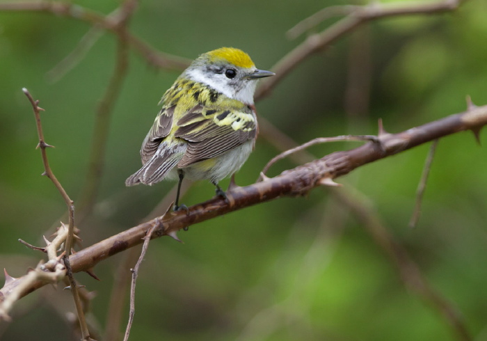 Setophaga pensylvanica Parulidae