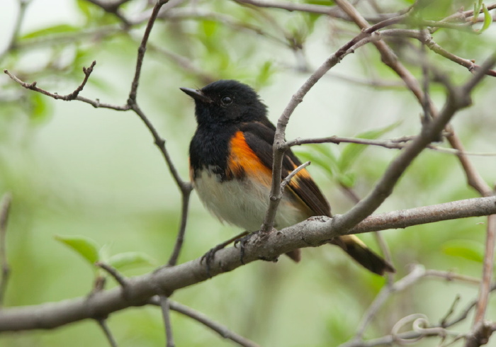 Setophaga ruticilla Parulidae