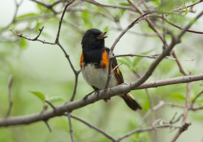 Setophaga ruticilla Parulidae