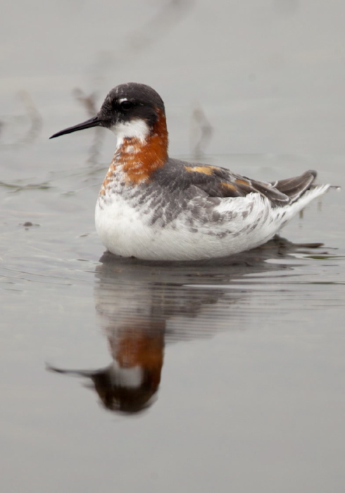 Phalaropus lobatus Scolopacidae