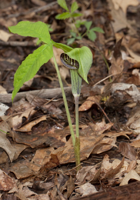 Arisaema triphyllum Araceae