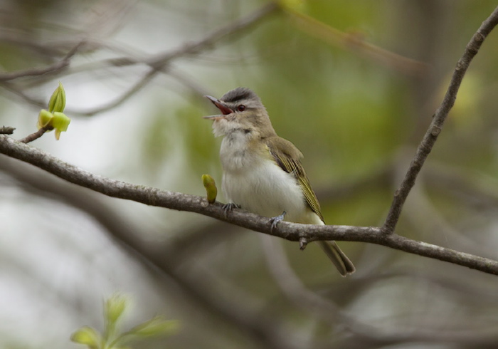 Vireo olivaceus Vireonidae