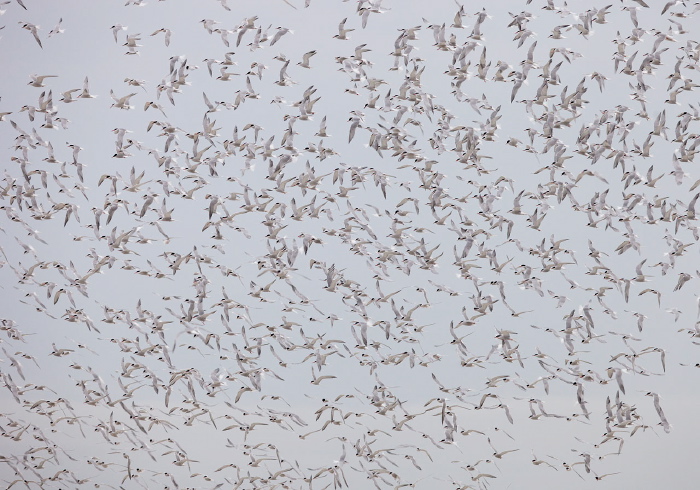 Sterna hirundo Sternidae