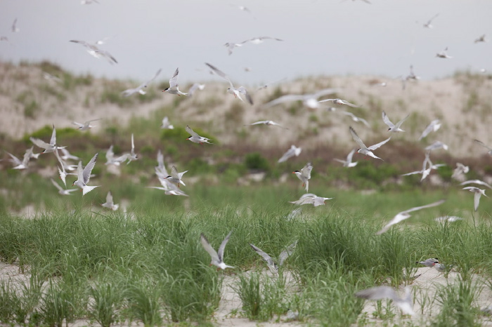 Sterna hirundo Sternidae