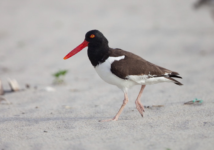 Haematopus palliatus Haematopodidae