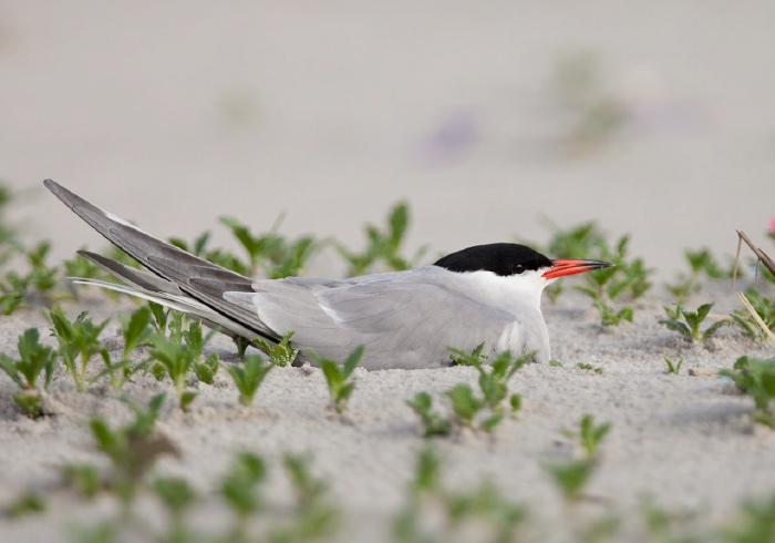 Sterna hirundo Sternidae