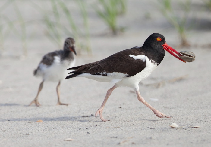 Haematopus palliatus Haematopodidae