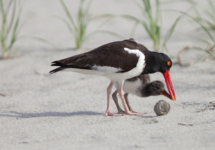 Haematopus palliatus Haematopodidae