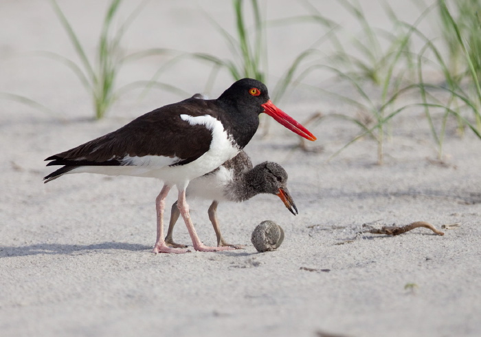 Haematopus palliatus Haematopodidae