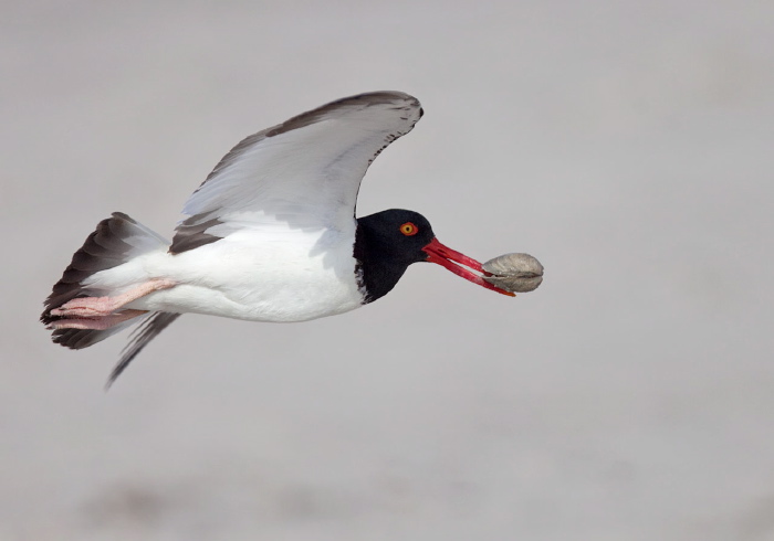 Haematopus palliatus Haematopodidae