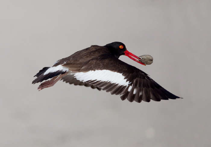 Haematopus palliatus Haematopodidae