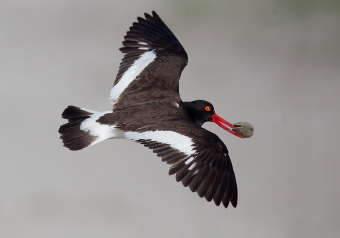 Haematopus palliatus Haematopodidae