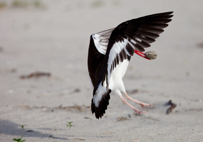 Haematopus palliatus Haematopodidae