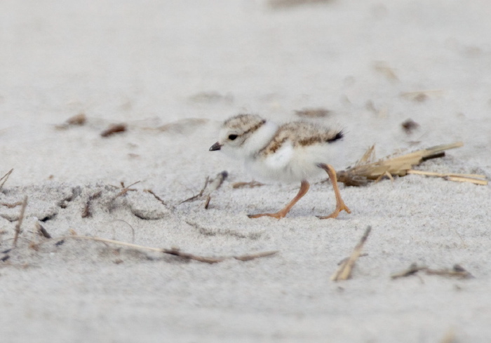 Charadrius melodus Charadriidae