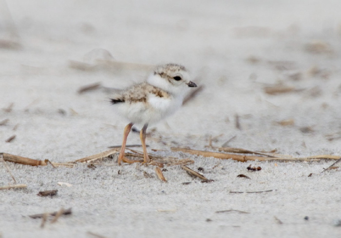 Charadrius melodus Charadriidae