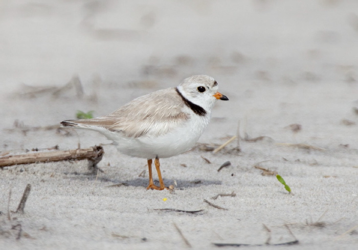 Charadrius melodus Charadriidae