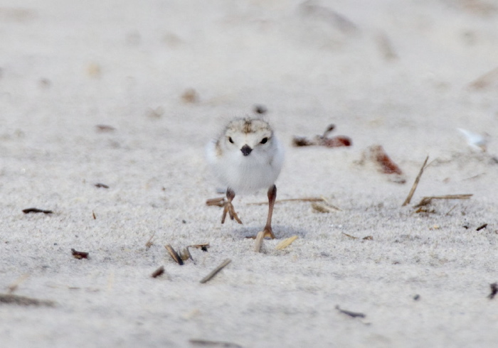 Charadrius melodus Charadriidae