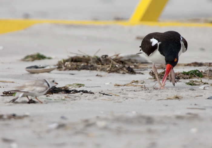 Haematopus palliatus Haematopodidae