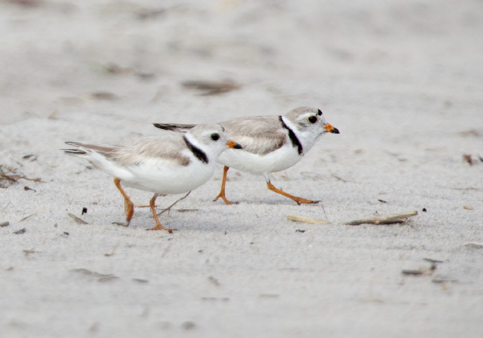 Charadrius melodus Charadriidae