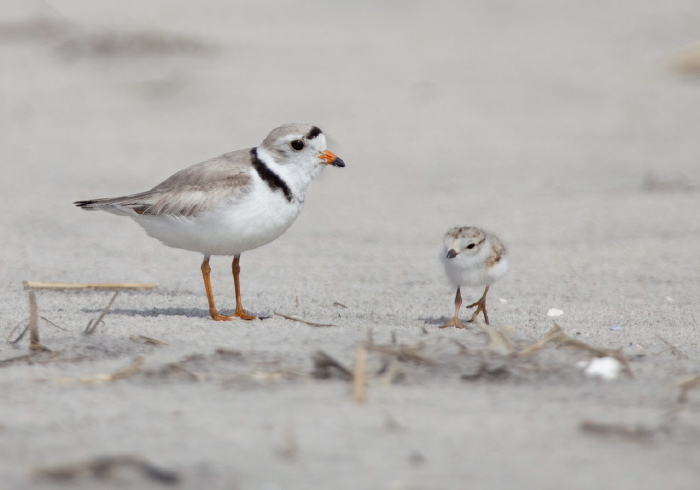 Charadrius melodus Charadriidae