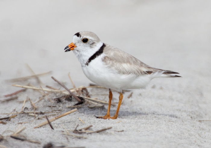 Charadrius melodus Charadriidae