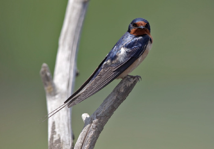 Hirundo rustica Hirundinidae