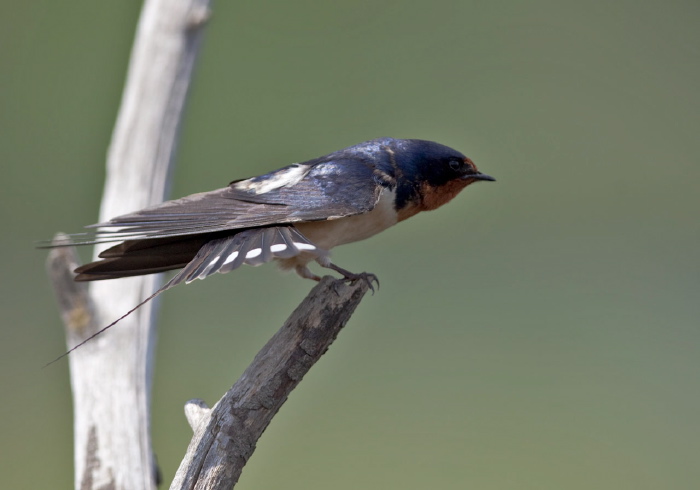 Hirundo rustica Hirundinidae