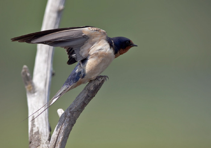 Hirundo rustica Hirundinidae