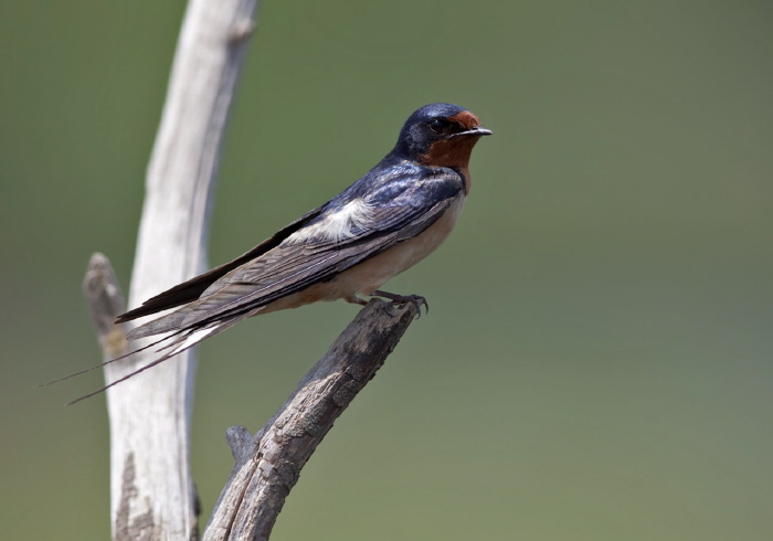 Hirundo rustica Hirundinidae