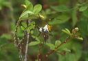 argiope_argentata