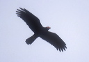 black_caracara