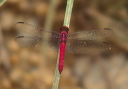 dragonfly_orthemis