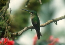green-crowned_brilliant_05