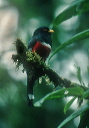 masked_trogon