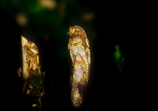 Nyctibius maculosus Nyctibiidae