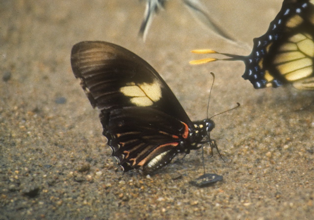 Archonias brassolis? Nymphalidae