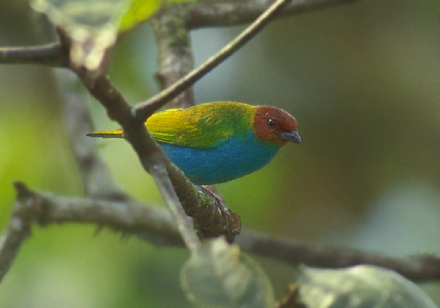 Tangara gyrola Thraupidae