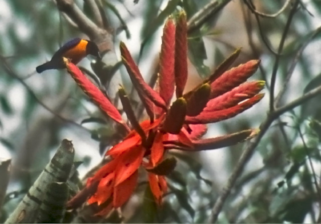 Vriesea sp.? Bromeliaceae