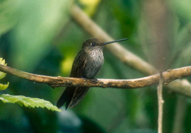 Coeligena coeligena Trochilidae