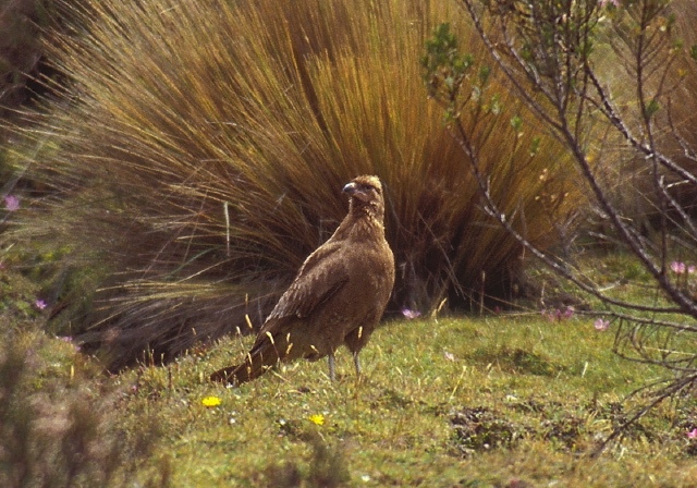 Phalcoboenus carunculatus Falconidae