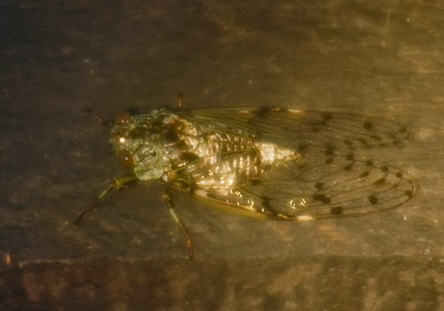   Cicadidae