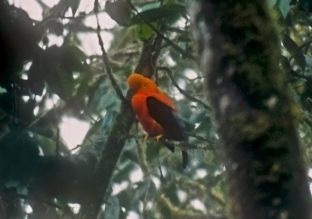 Rupicola peruvianus Cotingidae