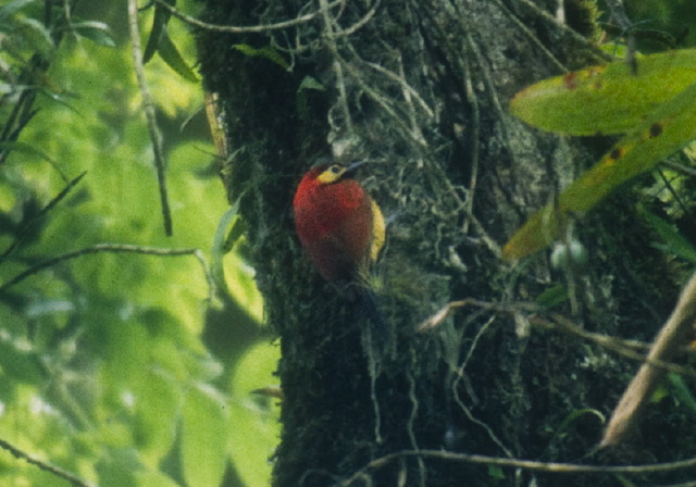 Piculus rivolii Picidae